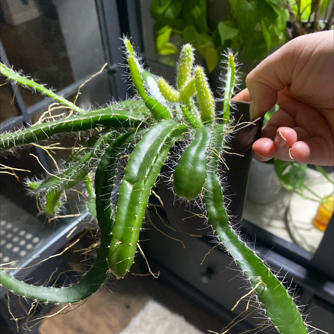 Dog Tail Cactus with elongated green stems, held by a hand indoors.