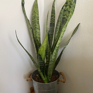 Silver Snake Plant plant in Somewhere on Earth