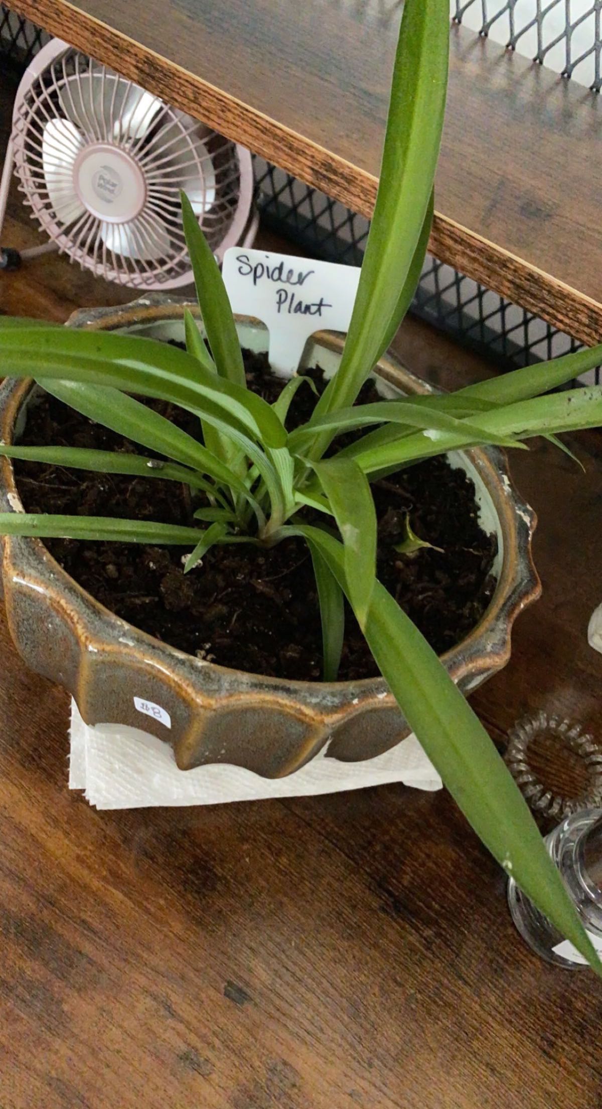 Photo from the post