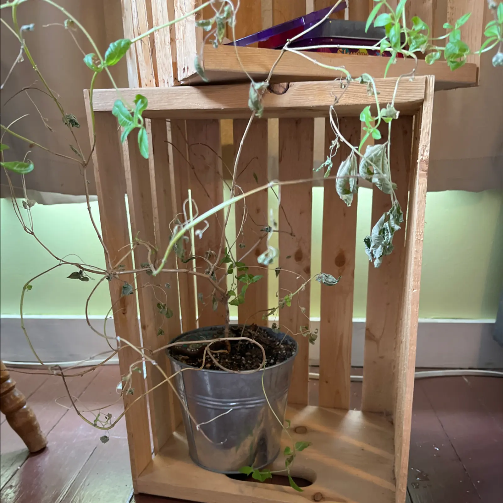 Potted lemon verbena plant with sparse foliage and some wilting leaves in a wooden crate.