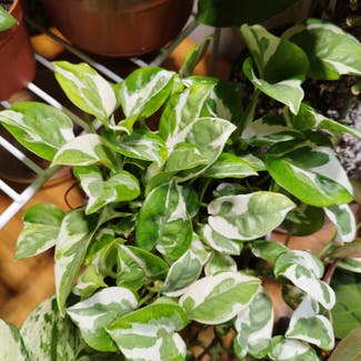 Golden Pothos plant in Asfordby, England