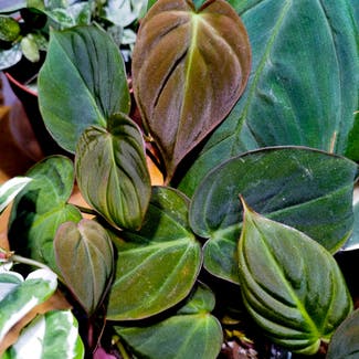 Philodendron Micans plant in Asfordby, England