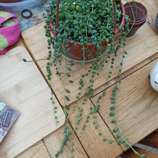 String of Pearls plant in Asfordby, England