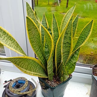 Snake Plant plant in Asfordby, England