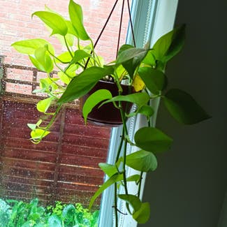Golden Pothos plant in Asfordby, England