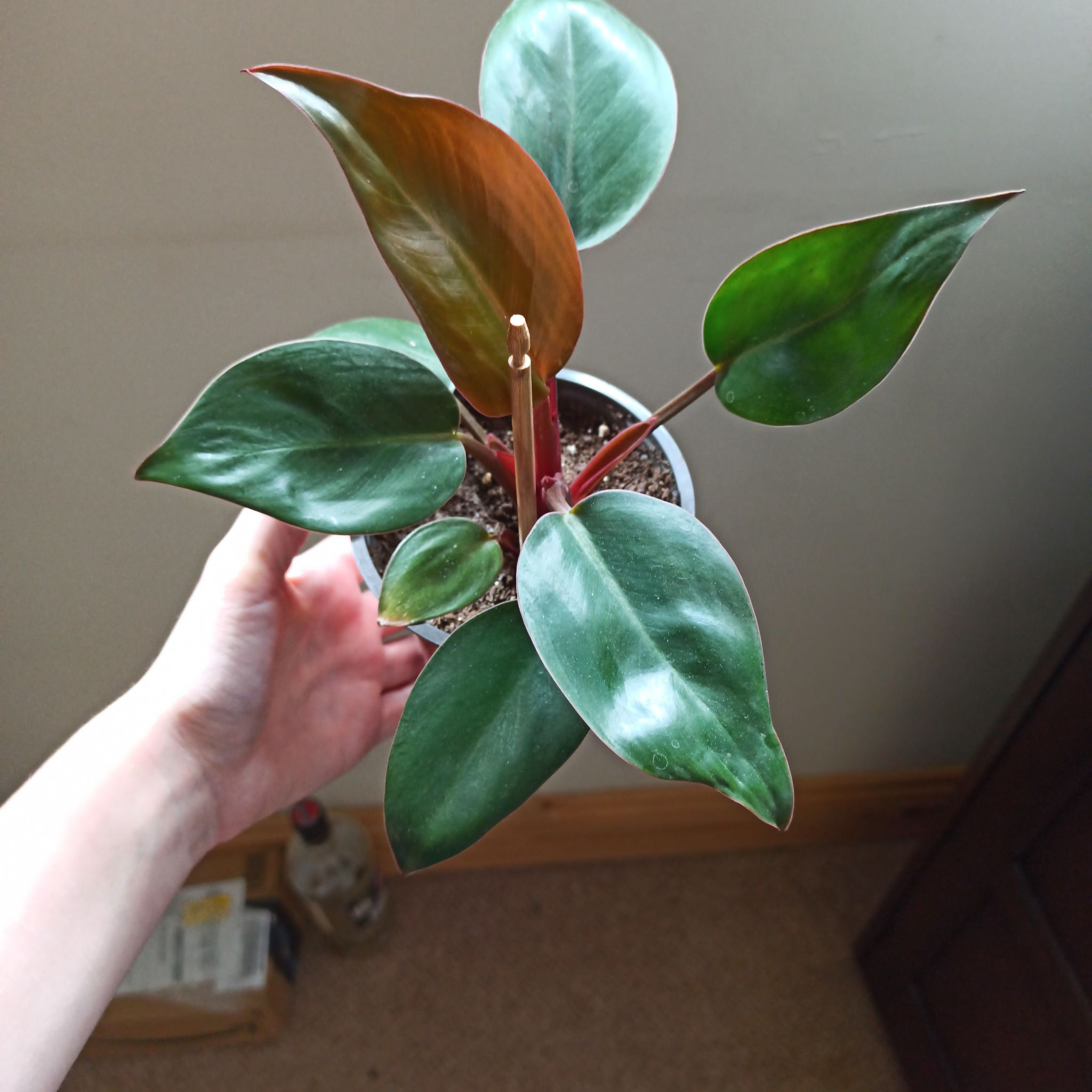 Philodendron 'Congo' plant with healthy, glossy leaves held by a hand.