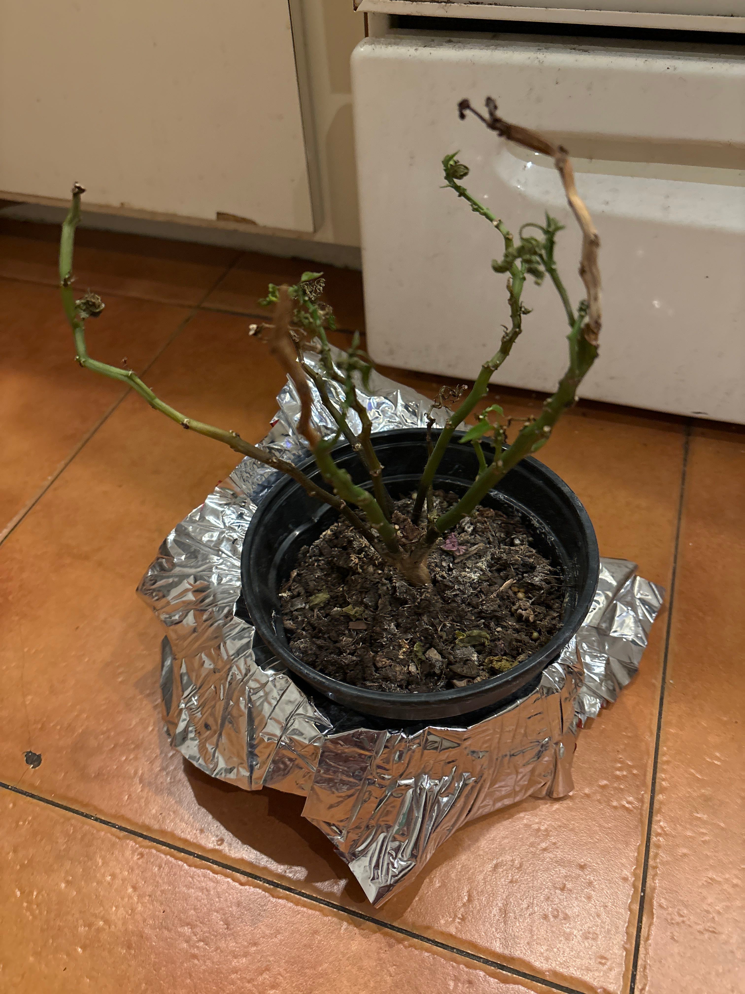 ⚾ Baseball Plant Hardiness Zones Ultimate Guide 9a11b