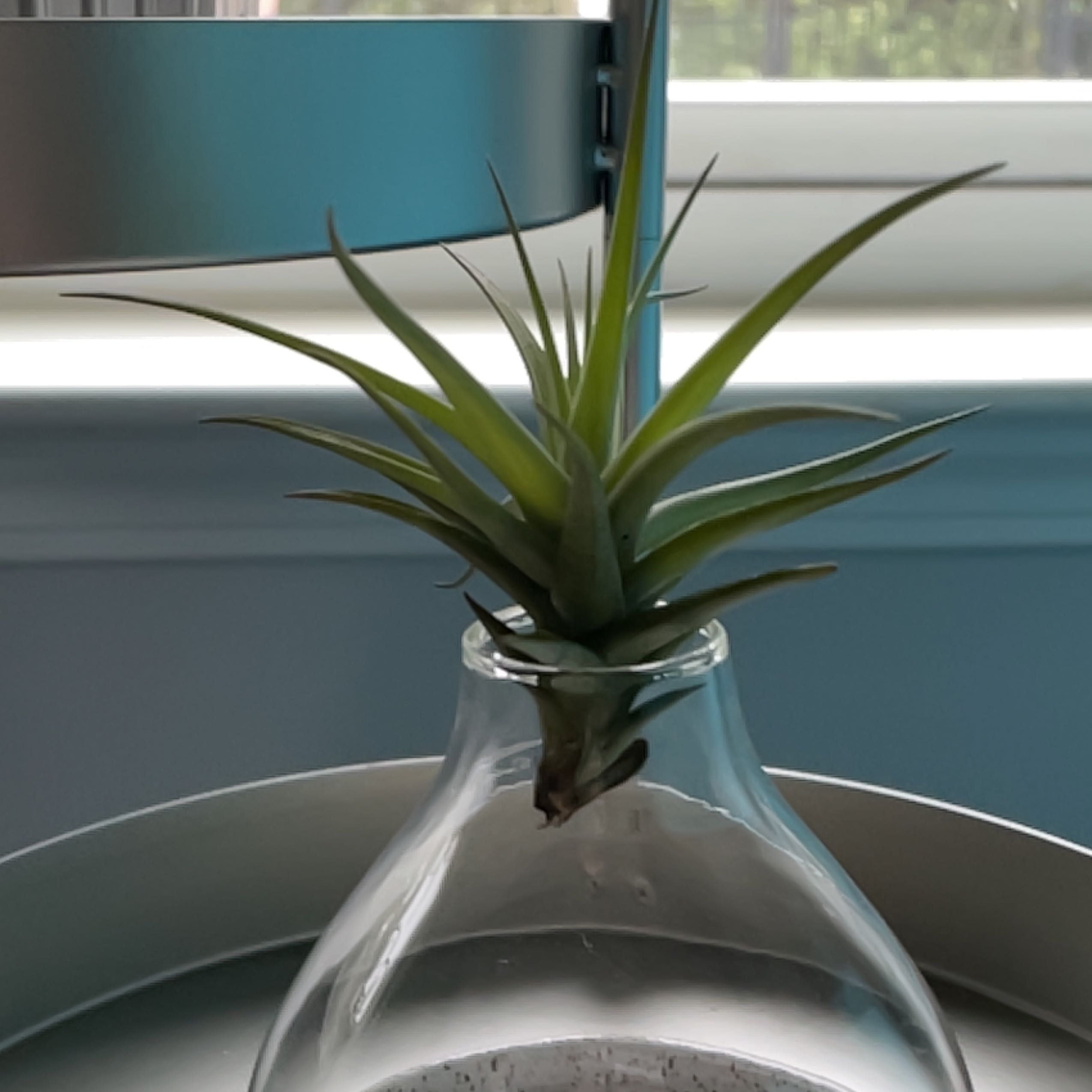 Aeranthos Air Plant in a glass container, healthy green leaves, indoor setting.