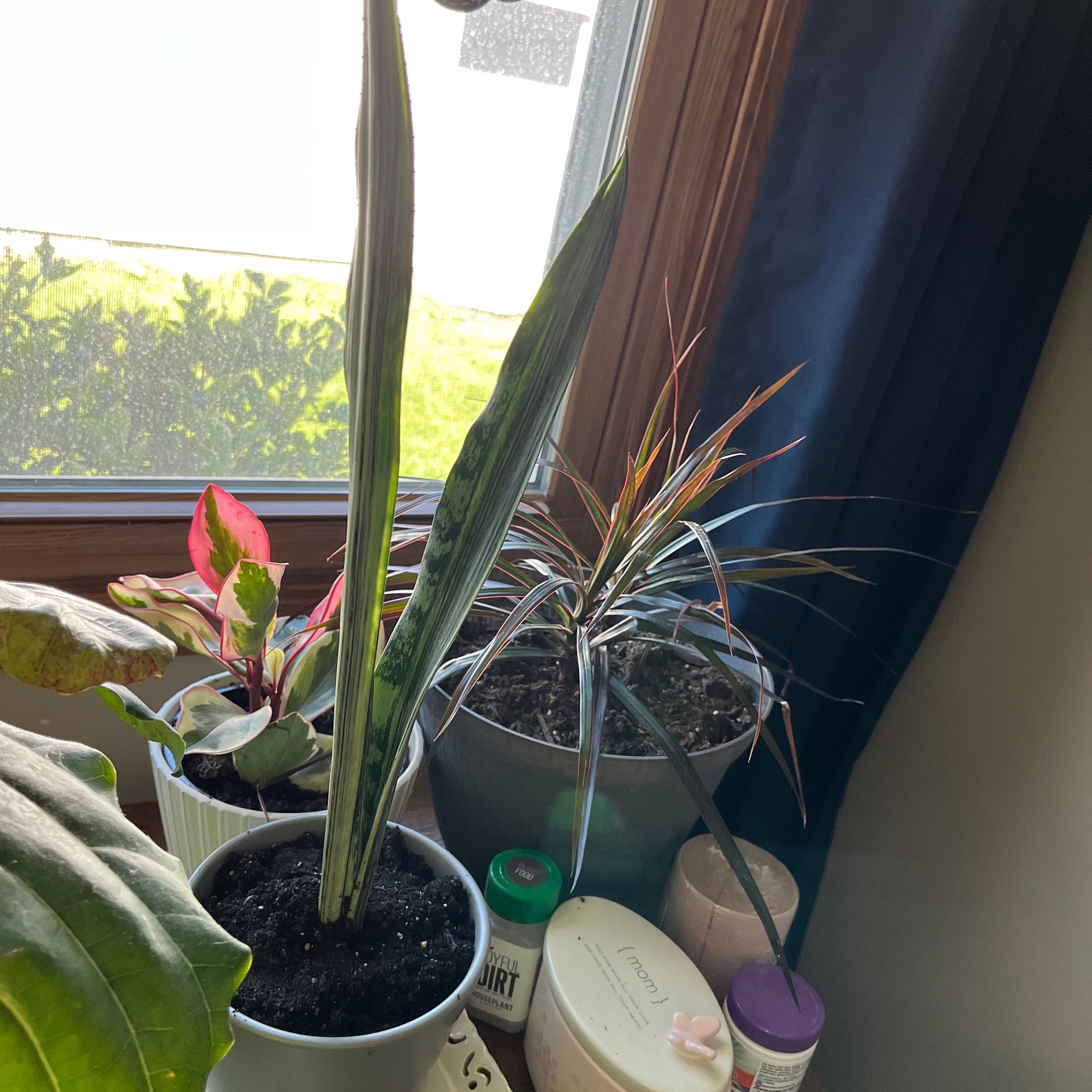 White Sansevieria plant in a pot near a window, with visible soil and no signs of health issues.