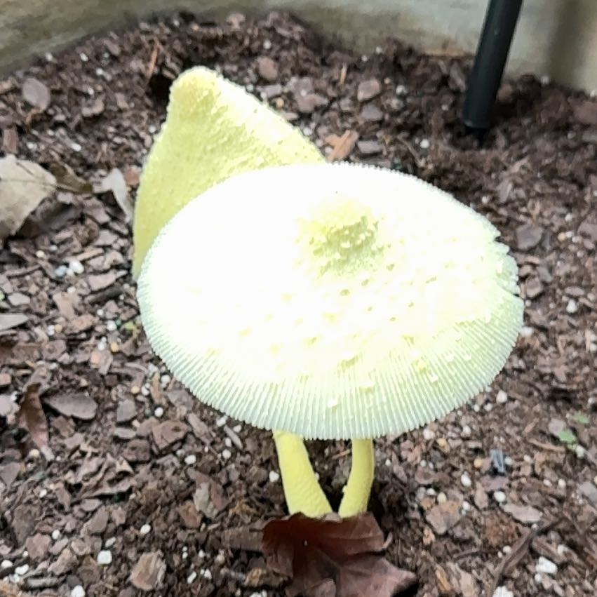 Photo of the plant species Breadfruit by @EnormousPrasium named Nemo on Greg, the plant care app