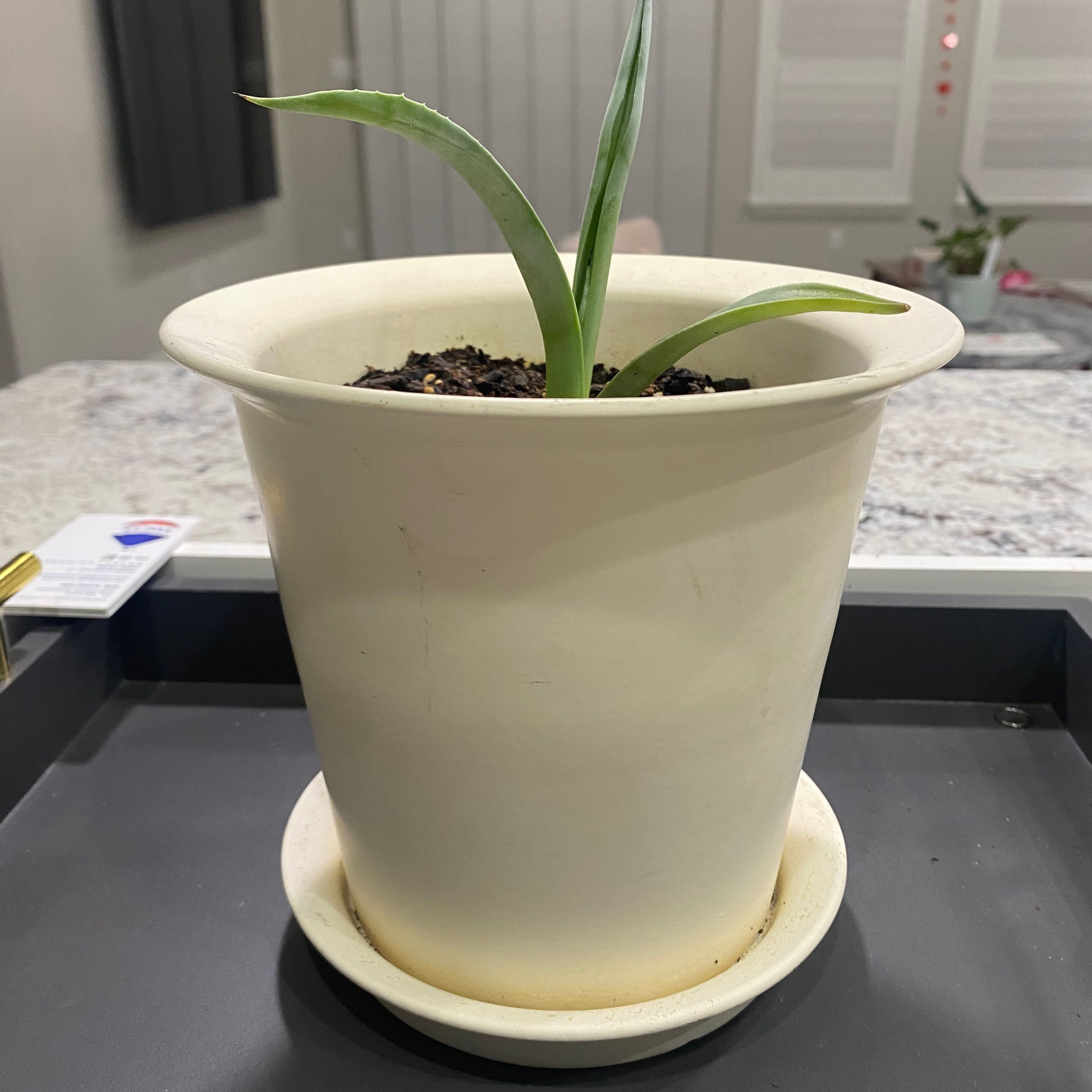 Potted Silver Snake Plant with green leaves in an indoor setting.