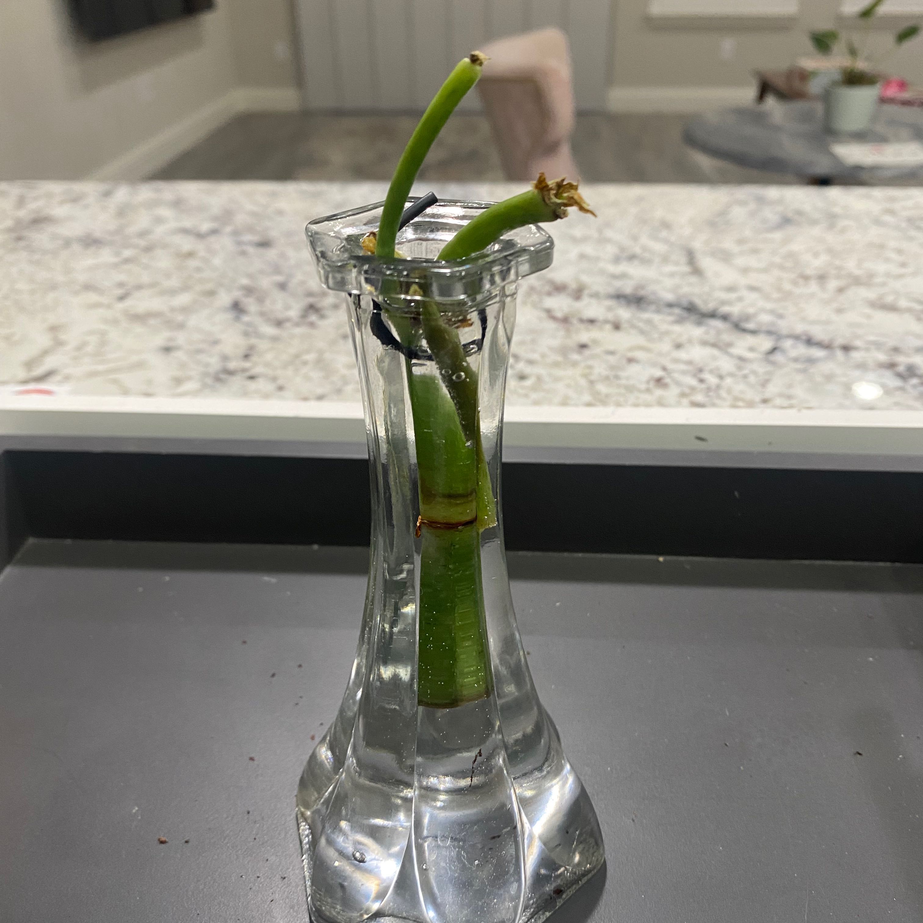 Paperwhite plant in a glass vase with water, early growth stage, indoors.