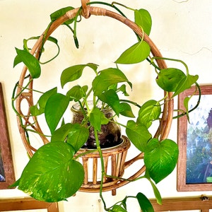 Golden Pothos plant photo by @ccrocco named Pawnthose on Greg, the plant care app.