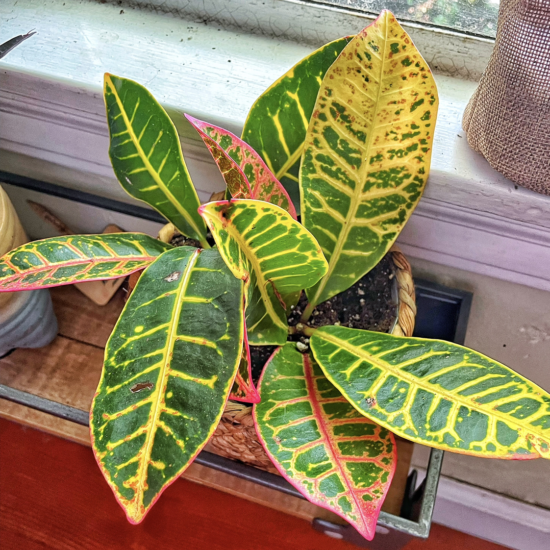 Photo of the plant species Croton 'Petra' by @ccrocco named Petra on Greg, the plant care app