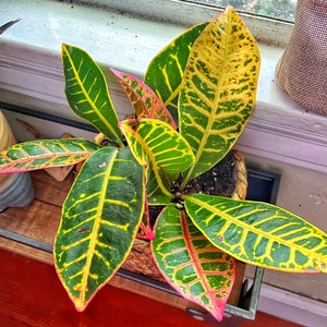 Croton 'Petra' plant photo by Ccrocco named Petra on Greg, the plant care app.