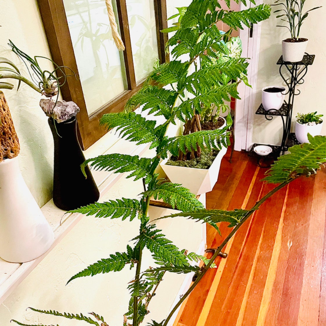 Why Are There Black Spots on My Australian Tree Fern Leaves?