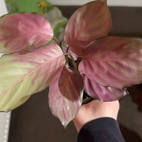 Photo of the plant species Calathea Silver (gray) Star by @SirApricot named Henry II on Greg, the plant care app
