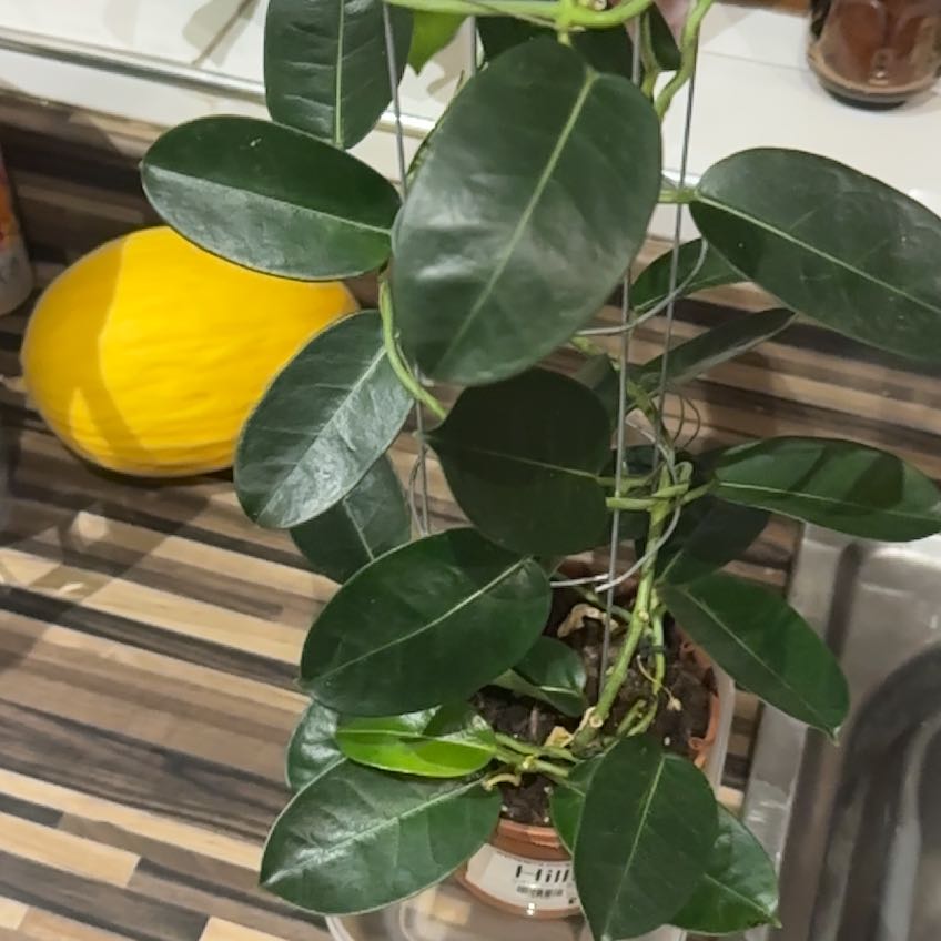 Photo of the plant species Stephanotis by @SirApricot named Henry III on Greg, the plant care app