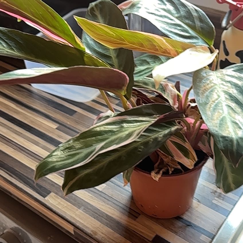 Photo of the plant species Stromanthe sanguinea 'Tricolor' by @SirApricot named Edward III on Greg, the plant care app