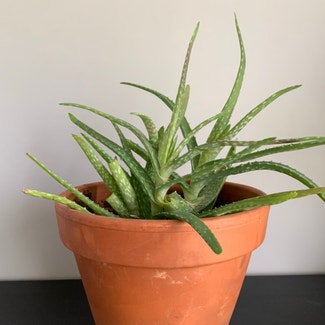 Aloe vera plant in Stevens, Pennsylvania