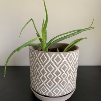 Aloe vera plant in Stevens, Pennsylvania