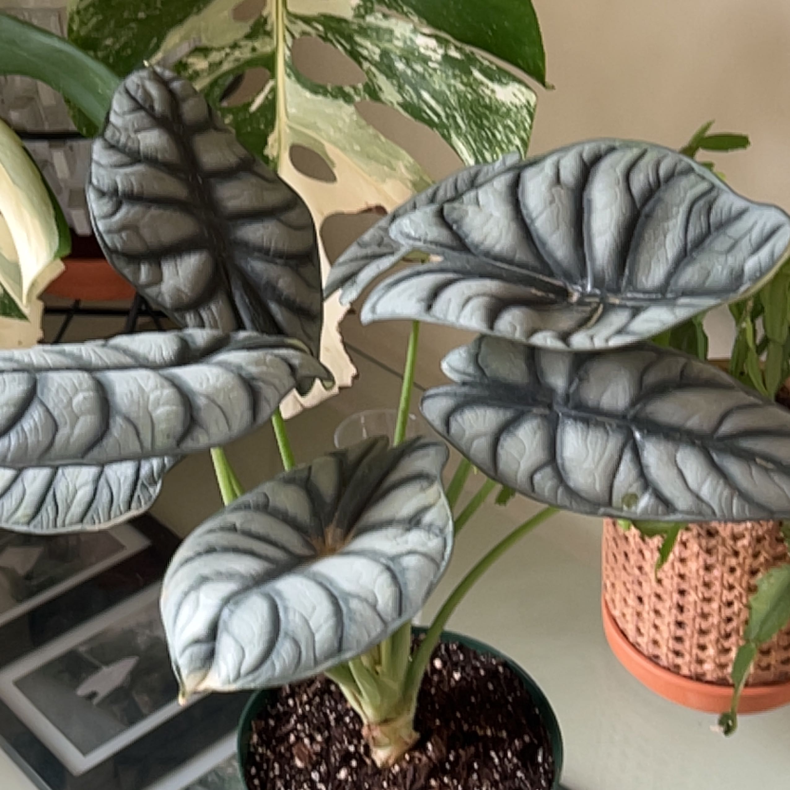 Plant care for Ptisana howeana on Greg, the plant care app