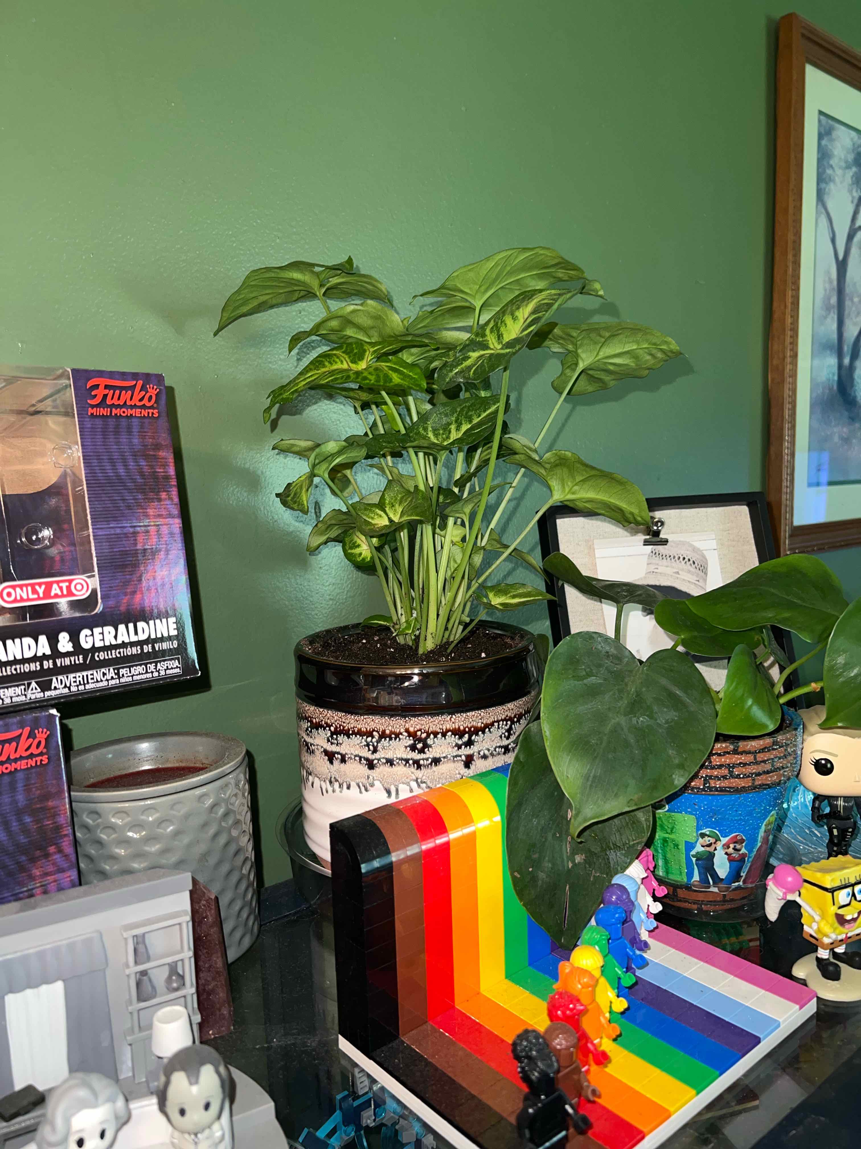 Potted Pink Allusion Arrowhead Plant with green leaves, surrounded by various objects.