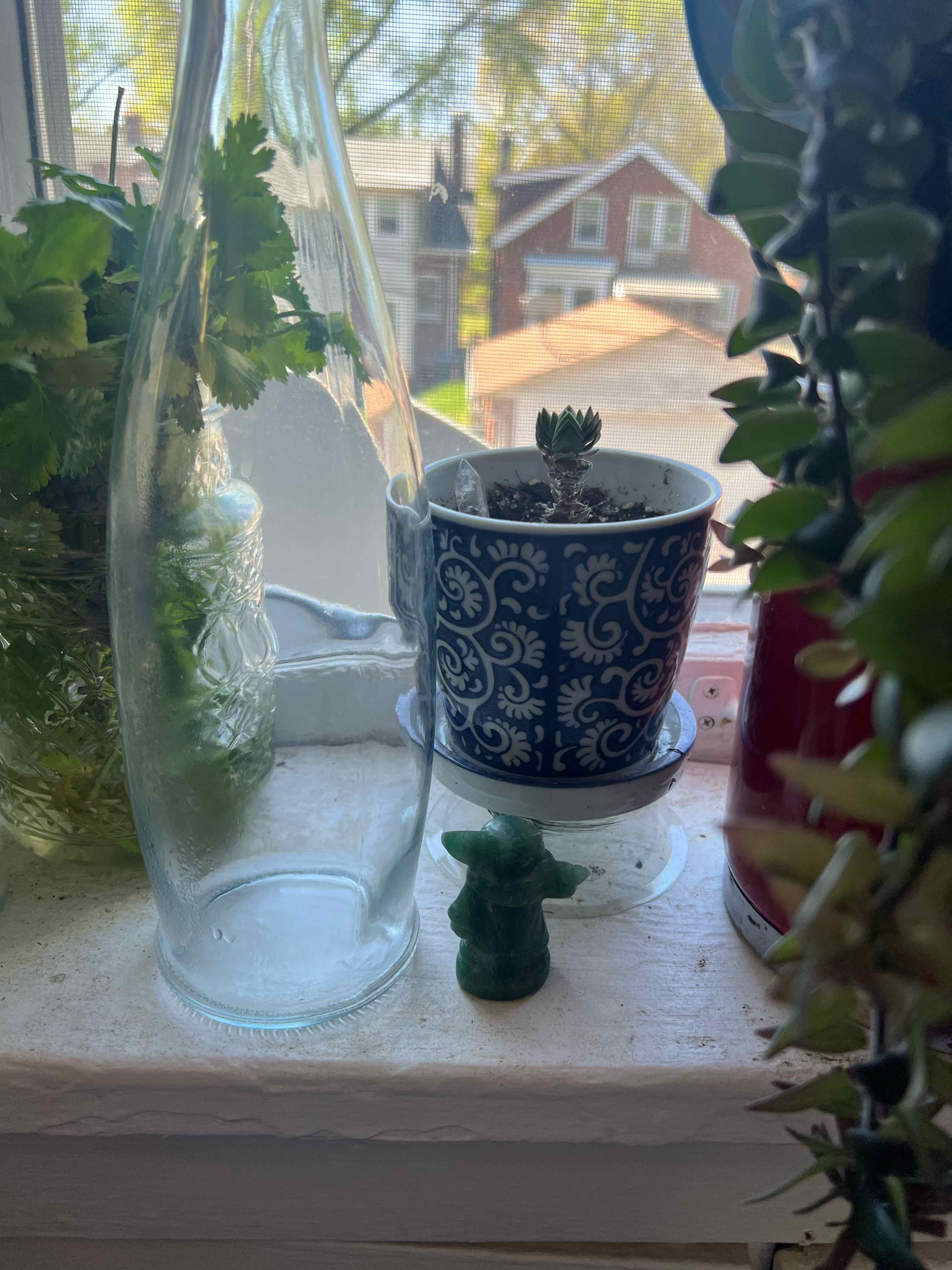 Crassula 'Buddha's Temple' plant in a decorative pot on a windowsill with other plants and items.