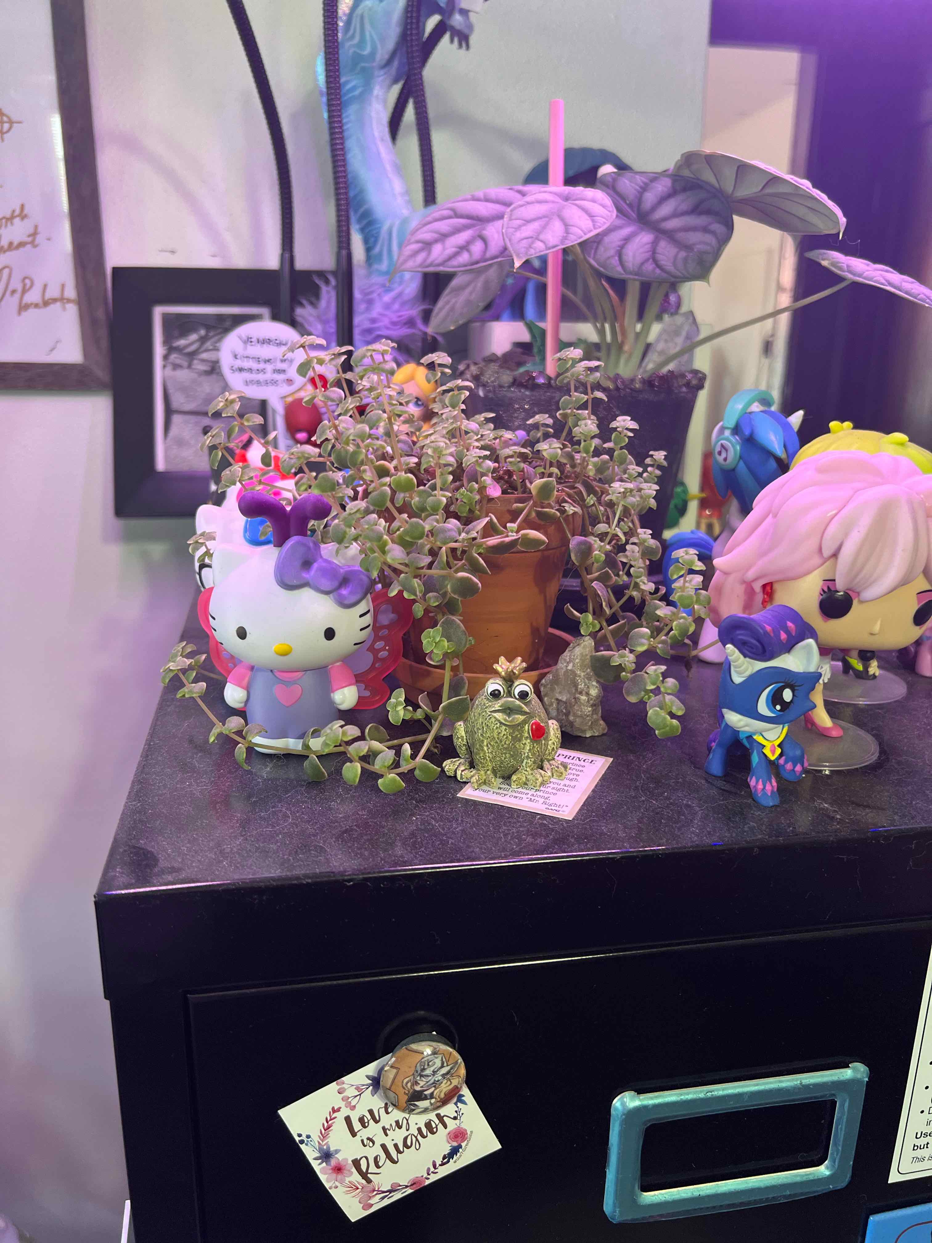Potted Calico Kitten plant surrounded by figurines and decorations.