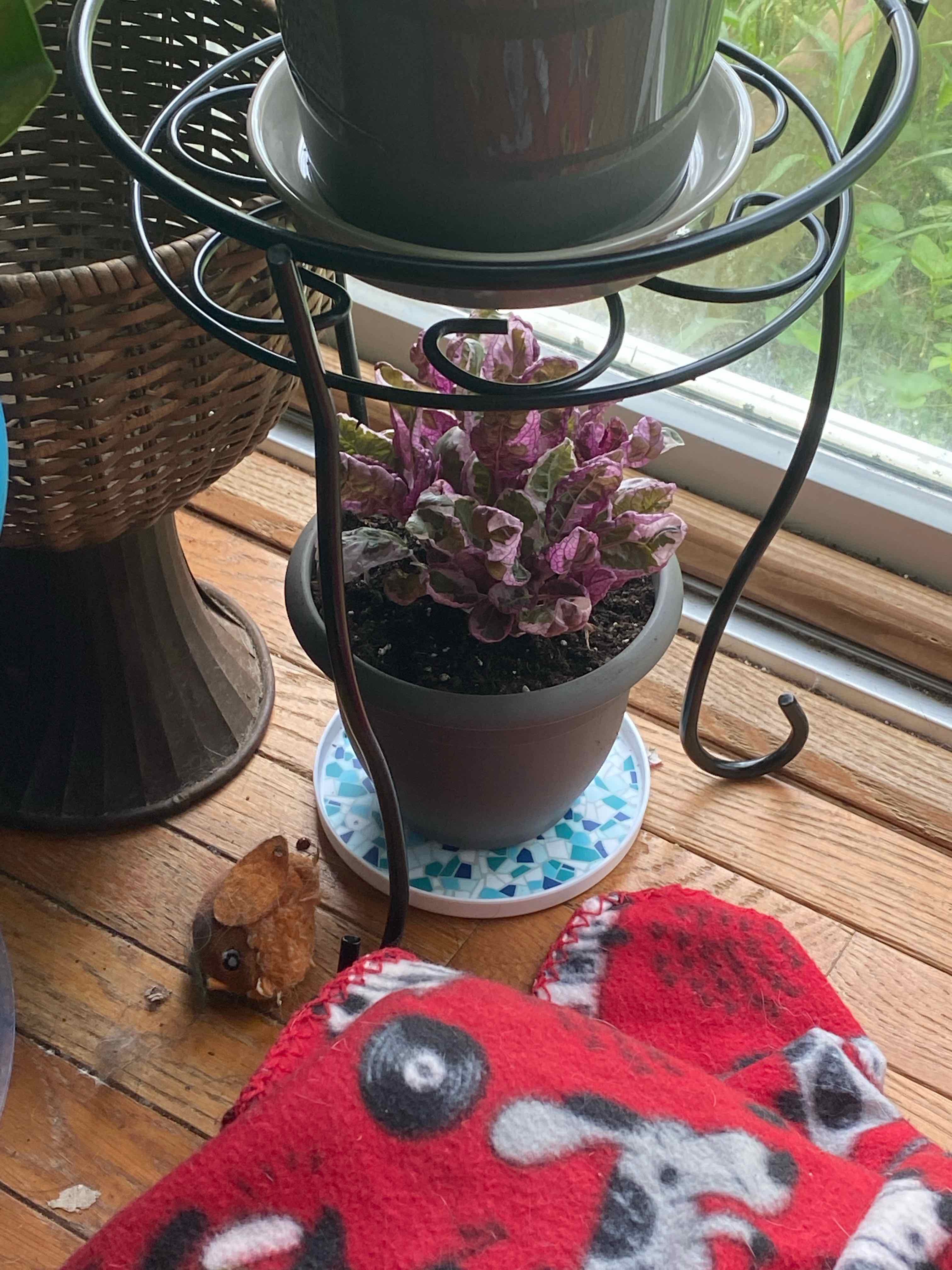 Snow White Waffle Plant in a pot on a saucer, placed indoors near a window.