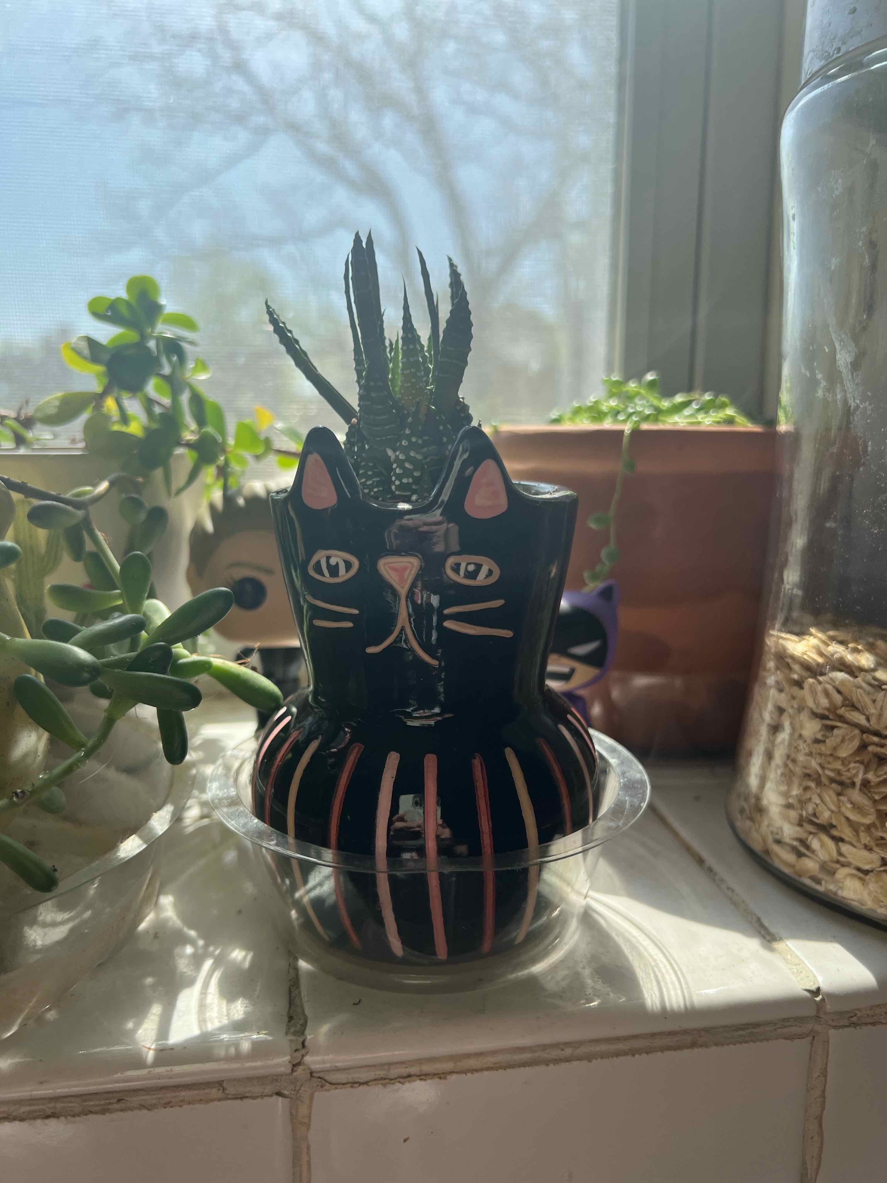 Haworthiopsis coarctata plant in a decorative cat-shaped pot with other plants in the background.