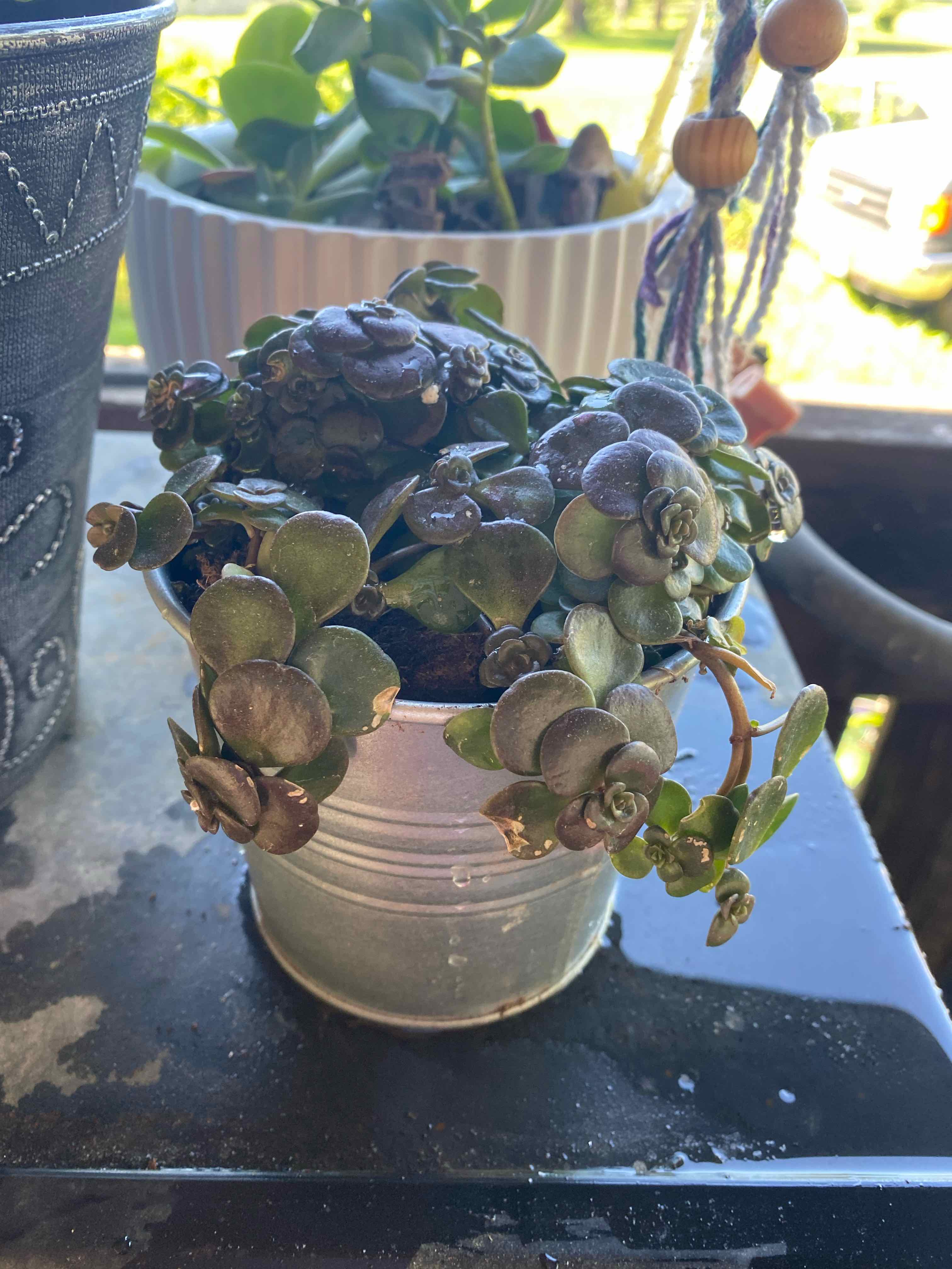 Potted Chinese Sedum plant with some browning leaves in a metal pot.