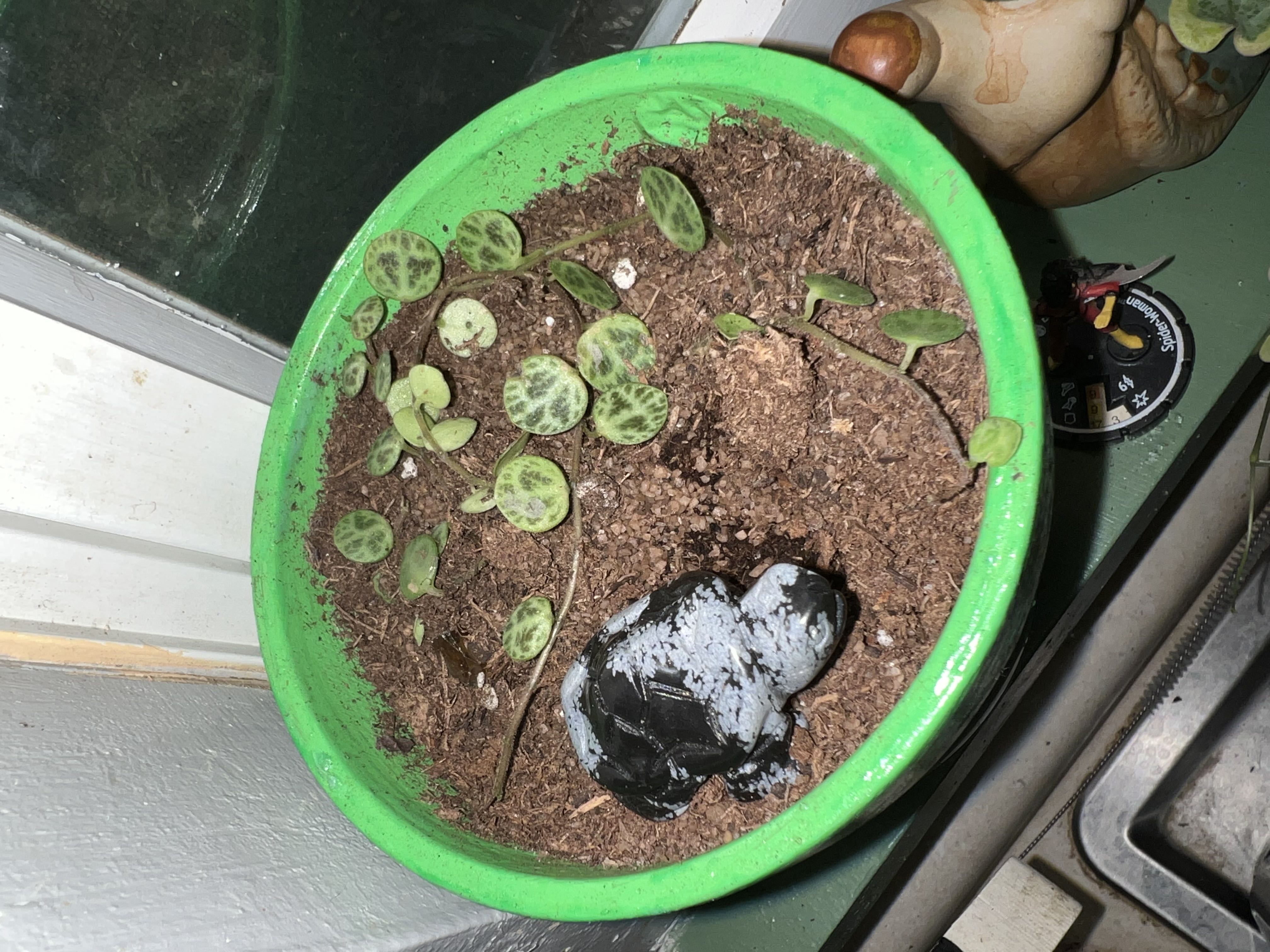 Photo from the post