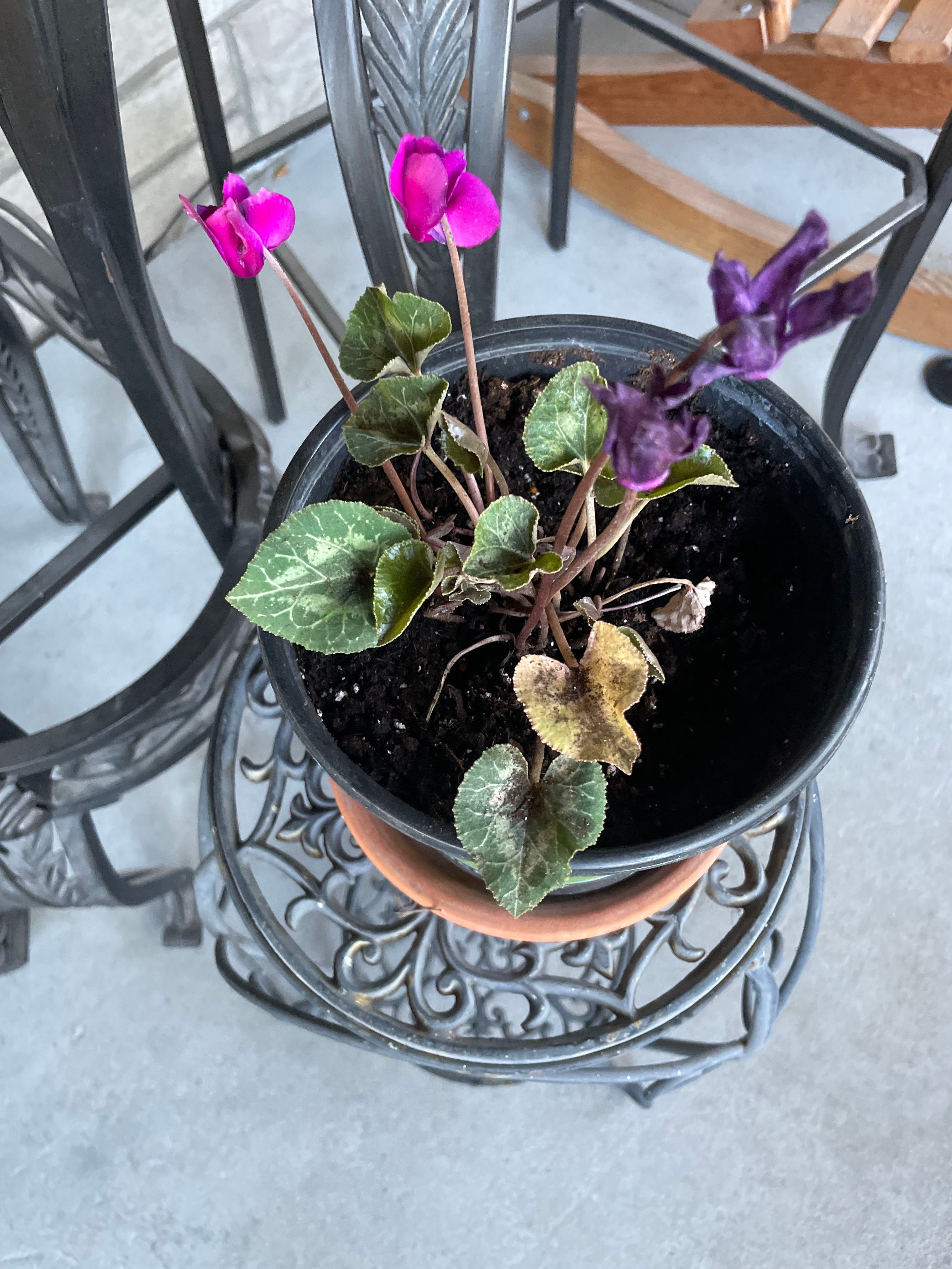 Why Are There Brown Spots On My Persian Cyclamen Leaves?