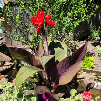 Tropicanna Canna Lily plant in Eugene, Oregon