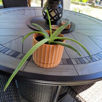 Aloe Vera plant in Eugene, Oregon