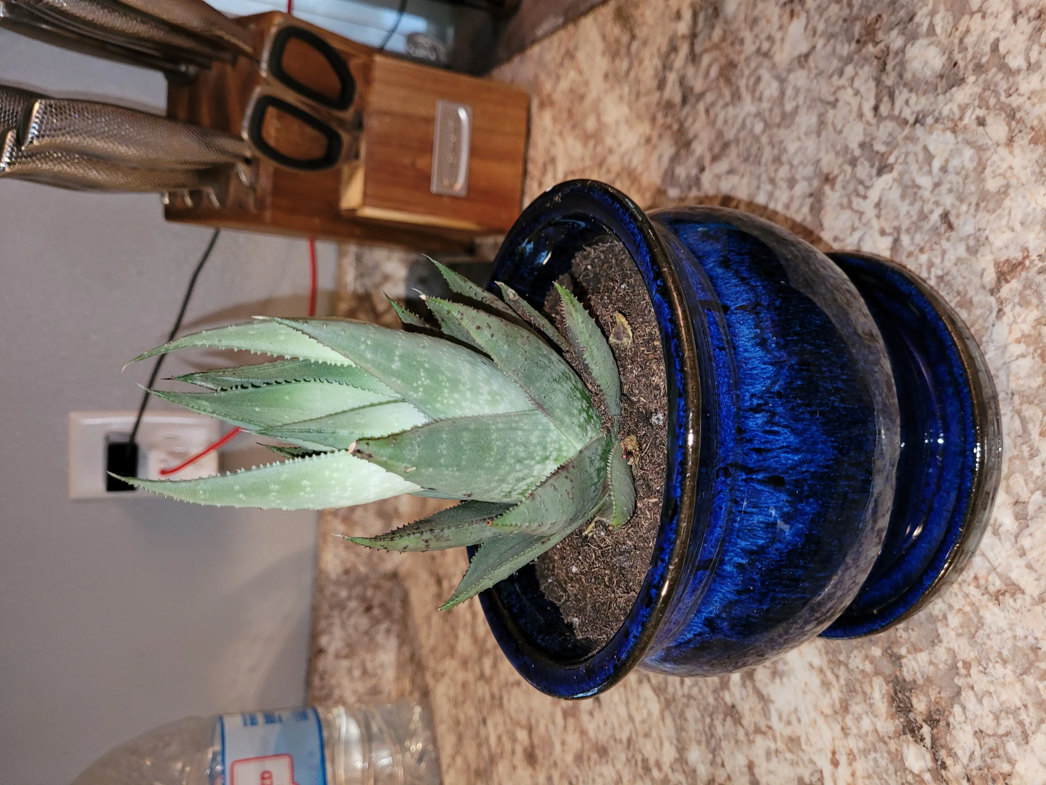Cape Aloe plant in a blue pot on a countertop, appearing healthy with visible soil.