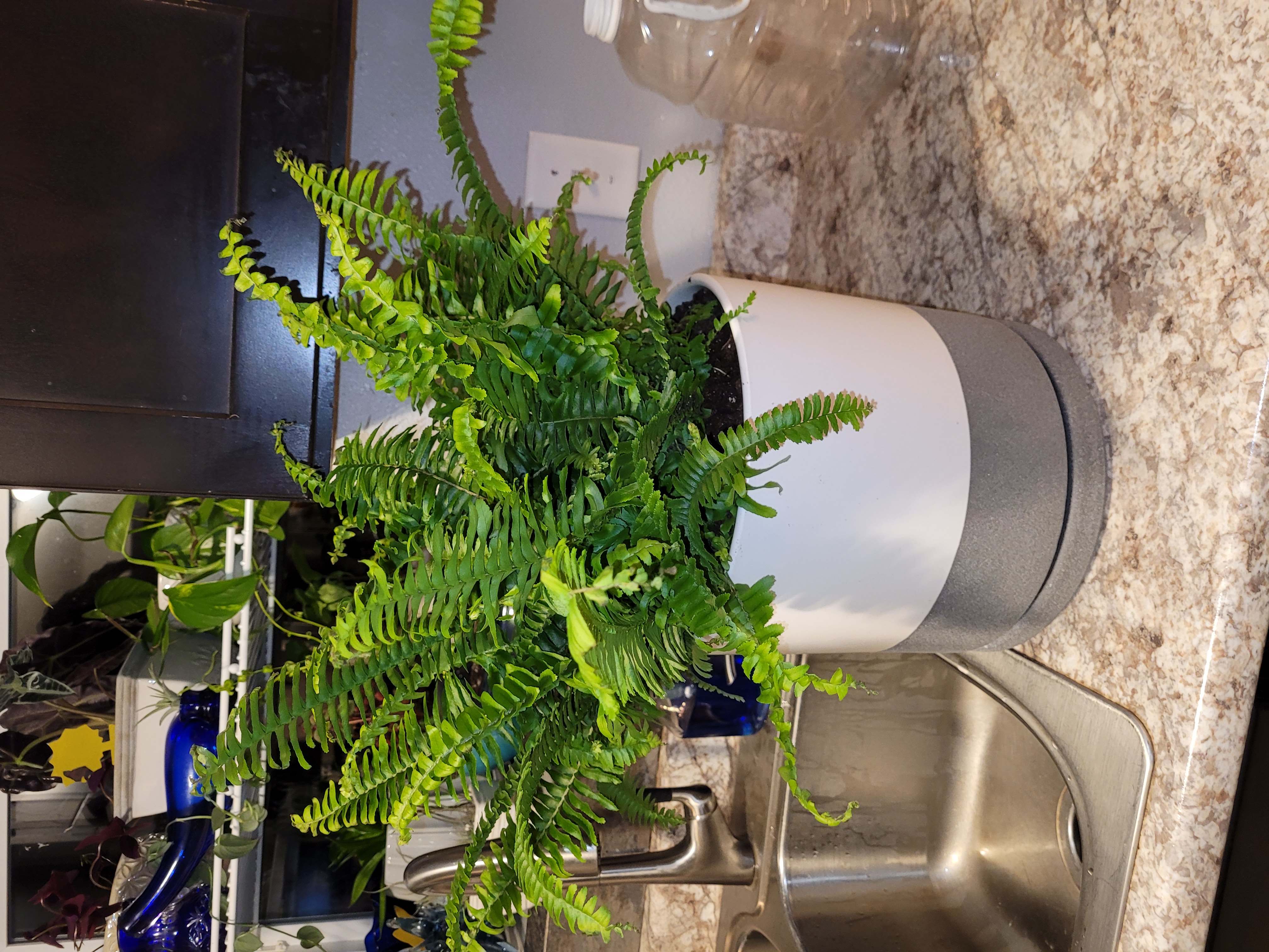 Jesters Crown Fern in a white and gray pot on a kitchen counter.