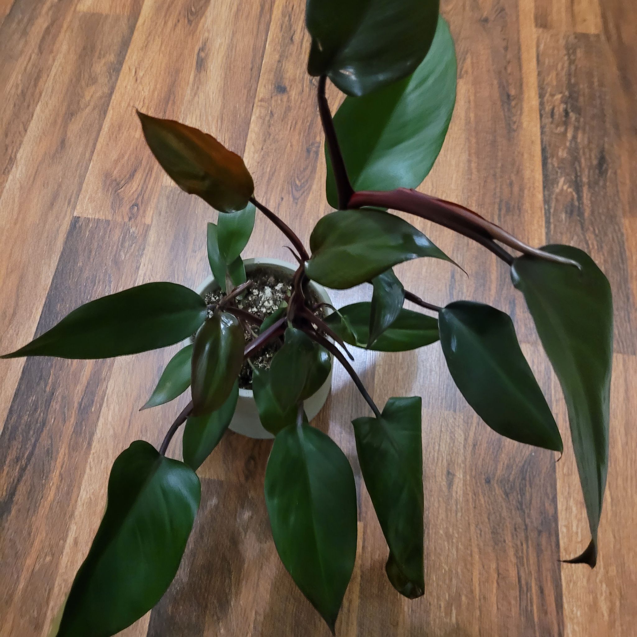 Royal Queen Philodendron plant with dark green leaves in a pot on a wooden floor.