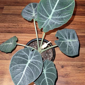Black Velvet Alocasia plant in Eugene, Oregon