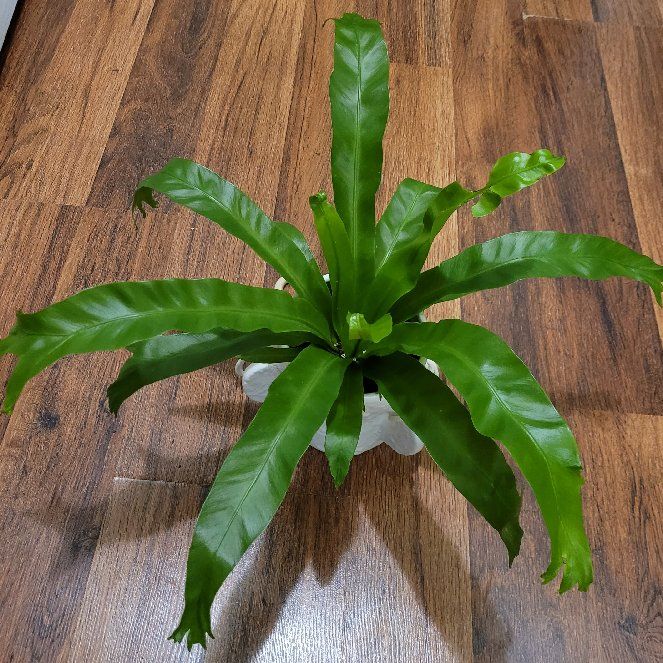 Photo of the plant species Leslie Bird's Nest Fern by @Junglecreature named Eva on Greg, the plant care app
