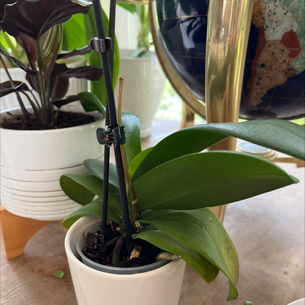 A healthy Phalaenopsis orchid in a white pot with green leaves and support stakes.