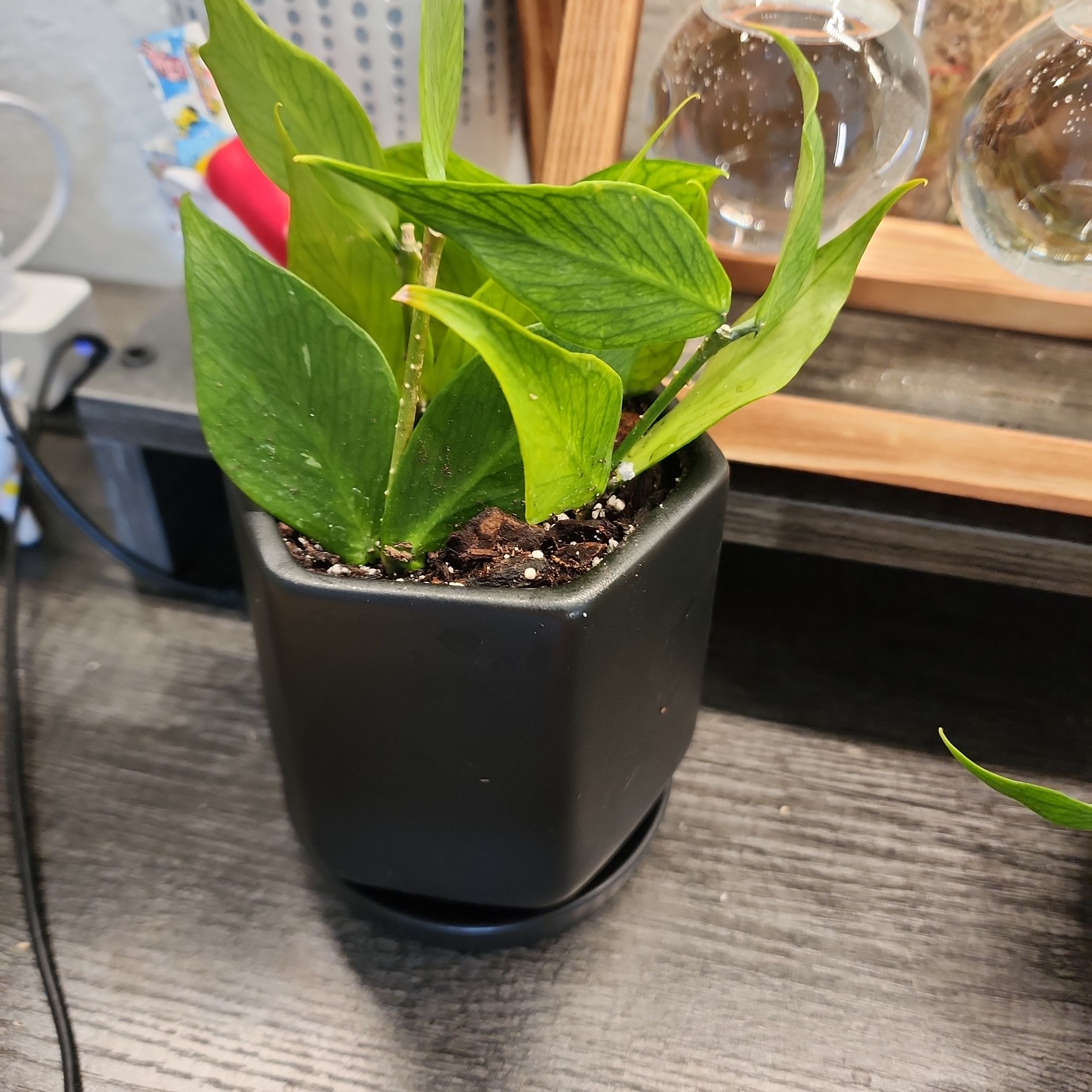 Potted Fishtail Hoya plant with healthy green leaves in a black pot.