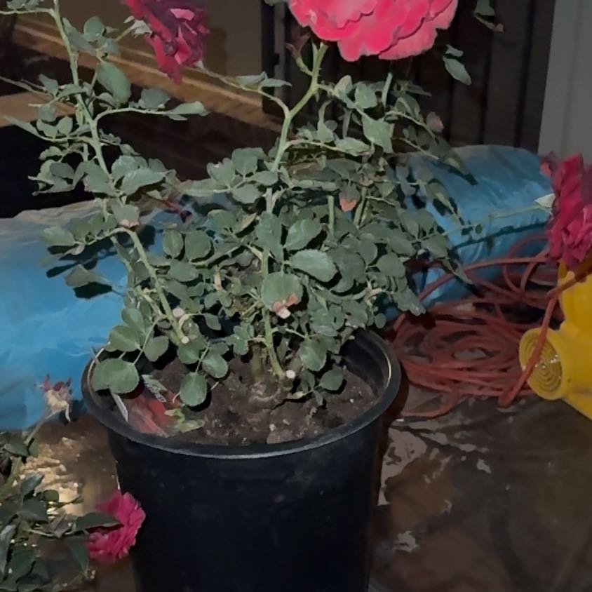 Photo of the plant species Don Juan Climbing Rose by Ashley named Orwell on Greg, the plant care app