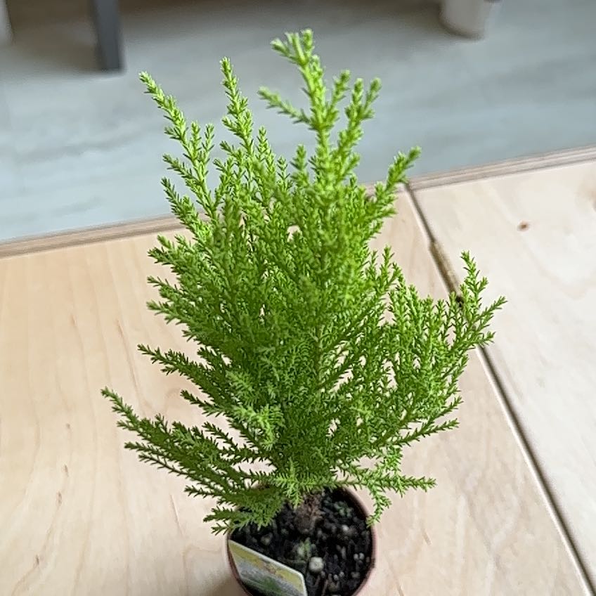 Photo of the plant species Monterey Cypress by @MindfulMum named Bon Jovi on Greg, the plant care app