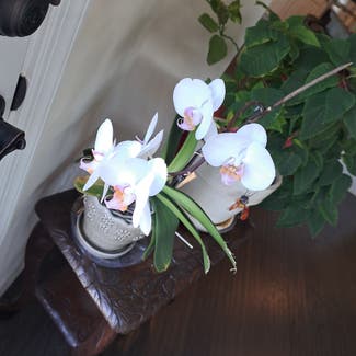 Phalaenopsis Orchid plant in Virginia Beach, Virginia