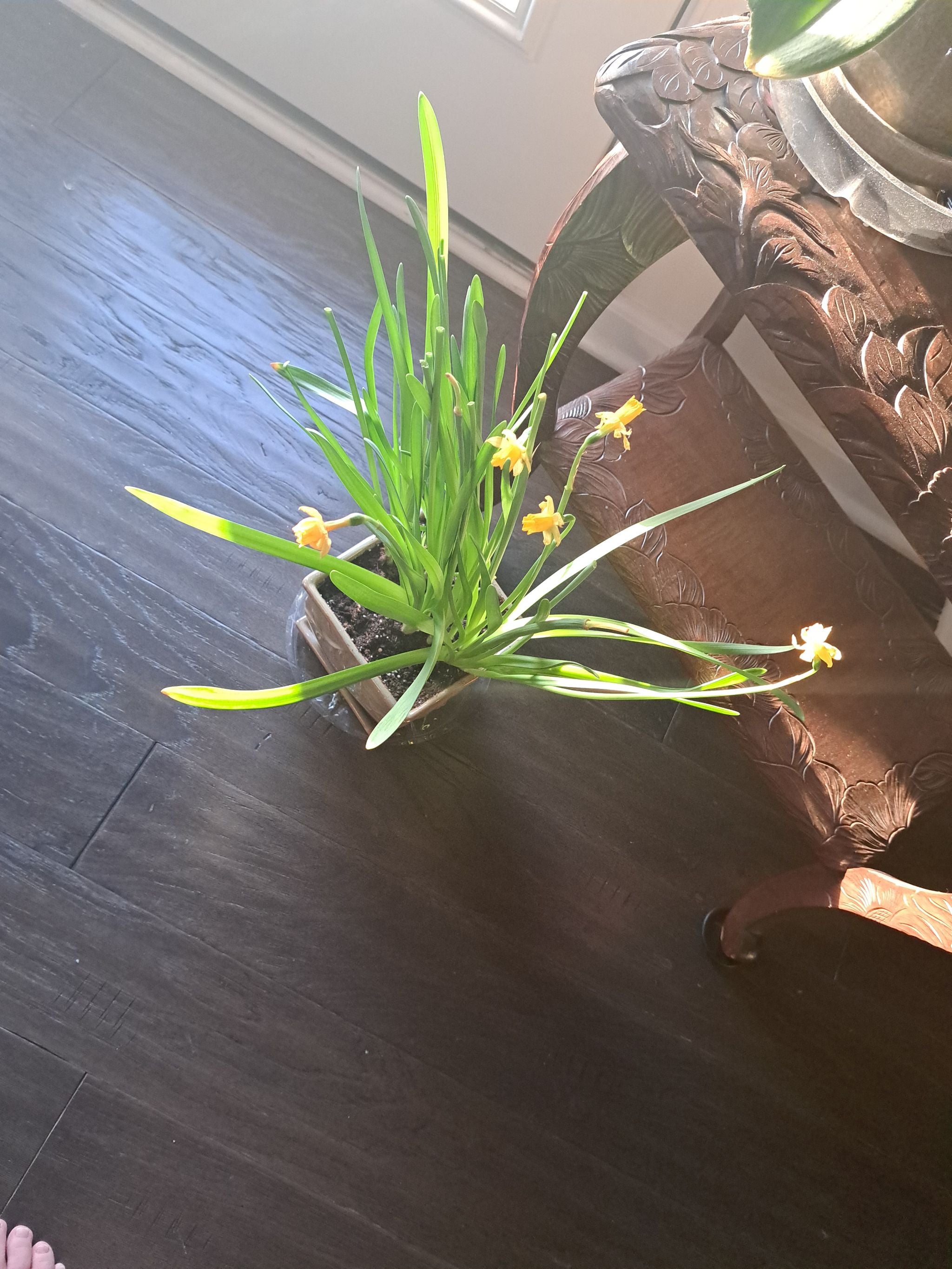 How to Care for Daffodil Mastering Water, Sunlight & More