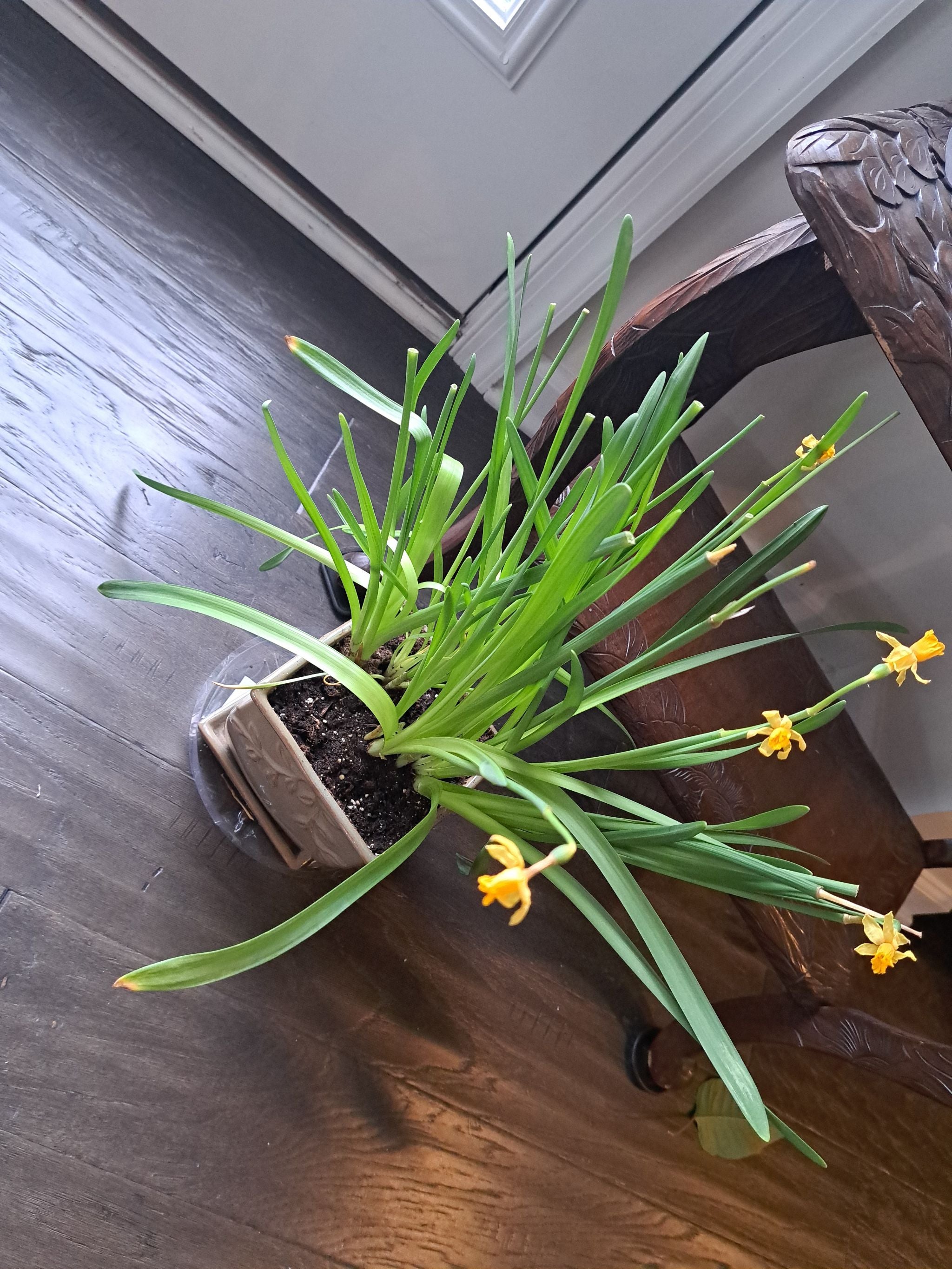 How to Care for Daffodil Mastering Water, Sunlight & More