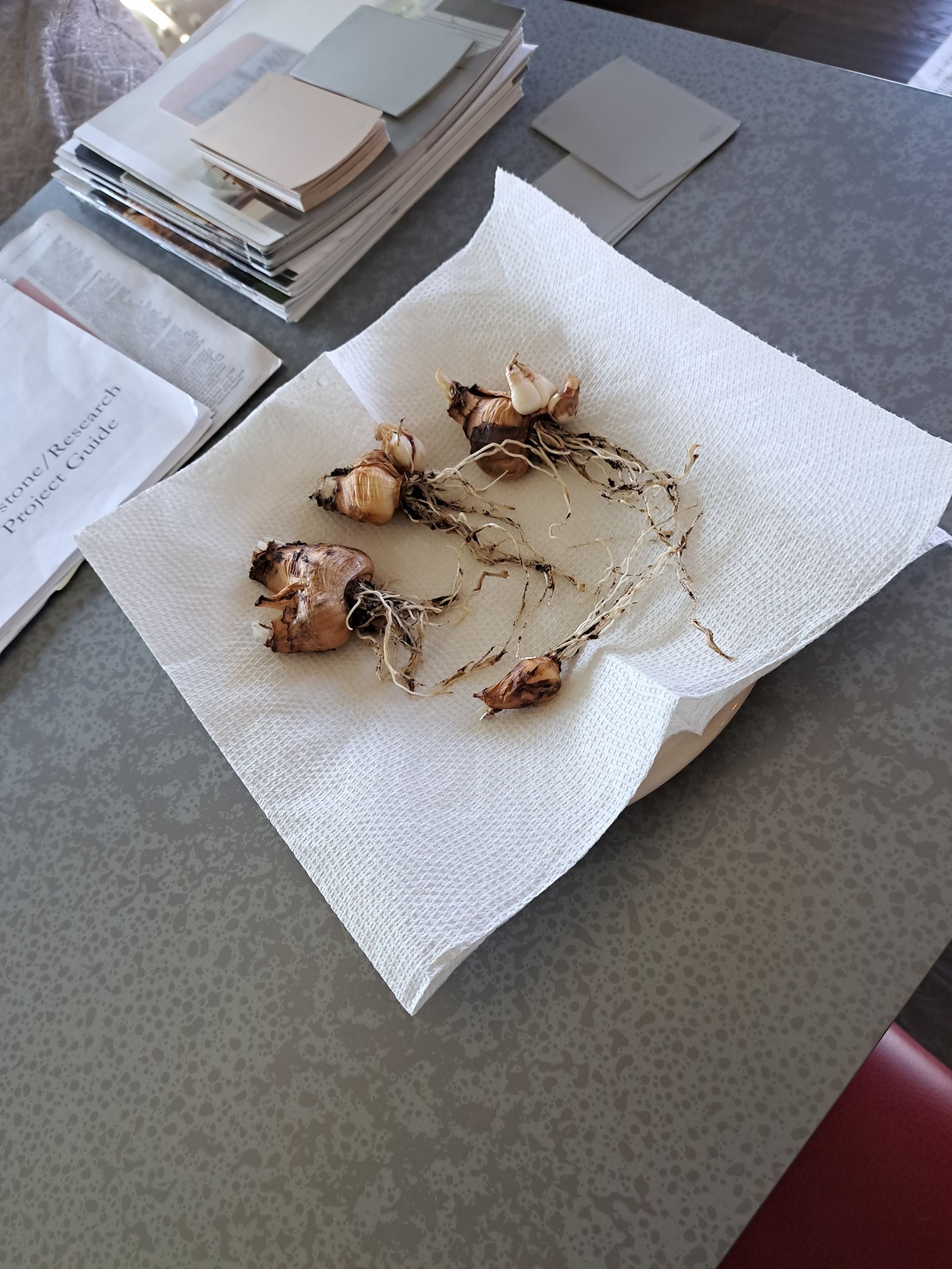 🌼 Why Dutch Master Daffodil Leaves Turn Yellow