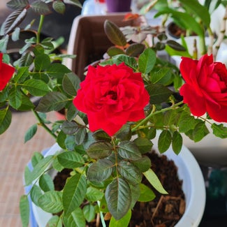 red rose plant in Bandar Seri Begawan, Brunei-Muara District
